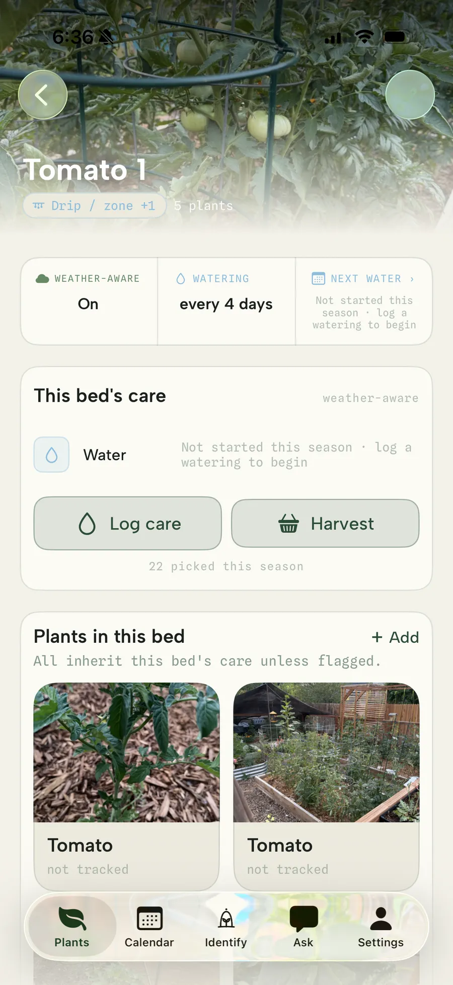 A garden bed, Tomato 1, on a drip zone with weather-aware care shared by its five plants