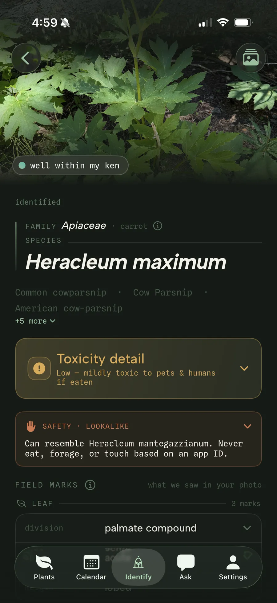 Vivary identifying Heracleum maximum on-device, 'well within my ken'