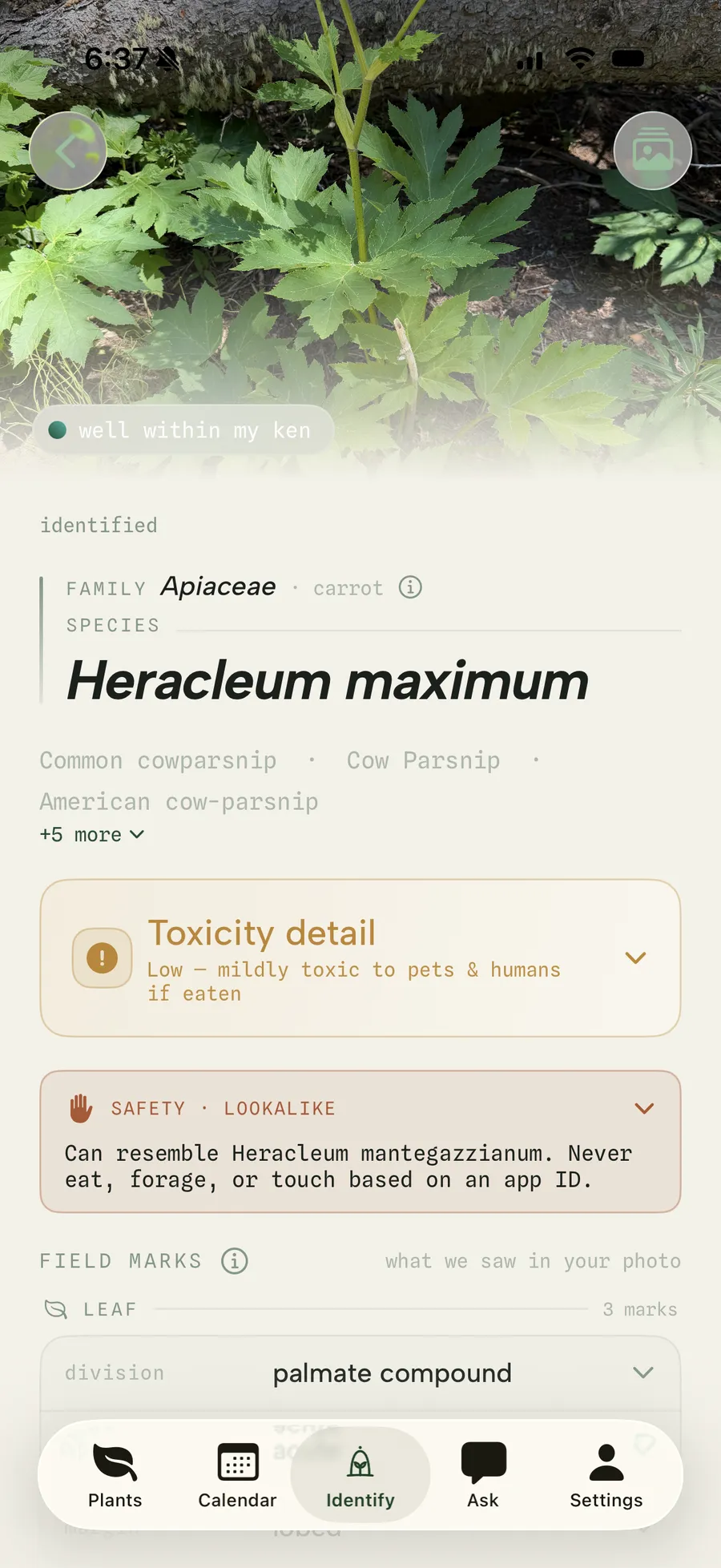 Vivary identifying Heracleum maximum on-device, 'well within my ken'