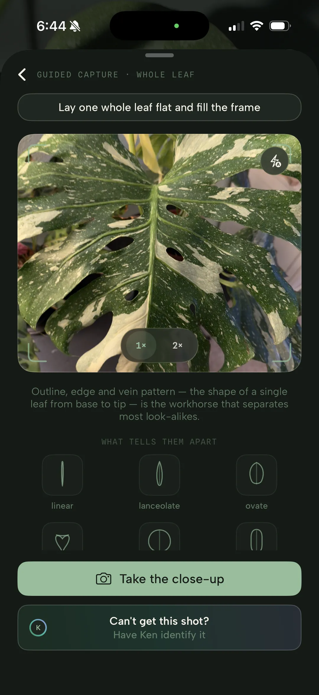 Guided capture asks for one whole leaf, laid flat to fill the frame, with the leaf shapes that tell look-alikes apart