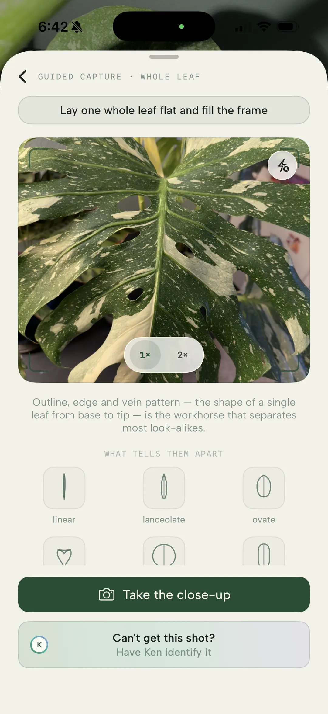 Guided capture asks for one whole leaf, laid flat to fill the frame, with the leaf shapes that tell look-alikes apart