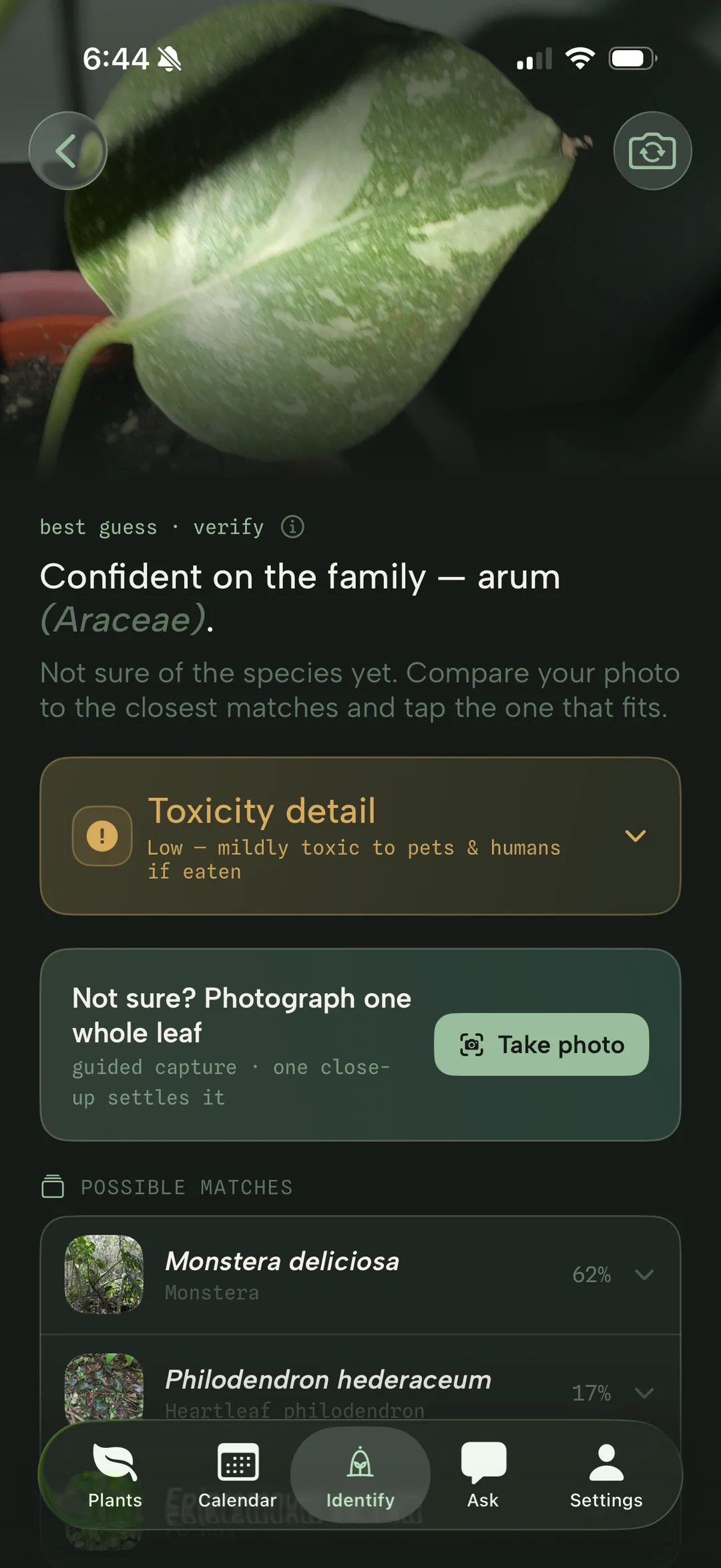Best guess: Monstera deliciosa at 62% over Philodendron hederaceum at 17%, with an ask to photograph one whole leaf