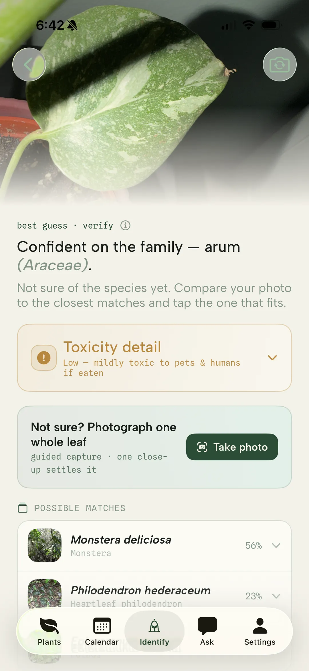 Best guess: Monstera deliciosa at 56% over Philodendron hederaceum at 23%, with an ask to photograph one whole leaf