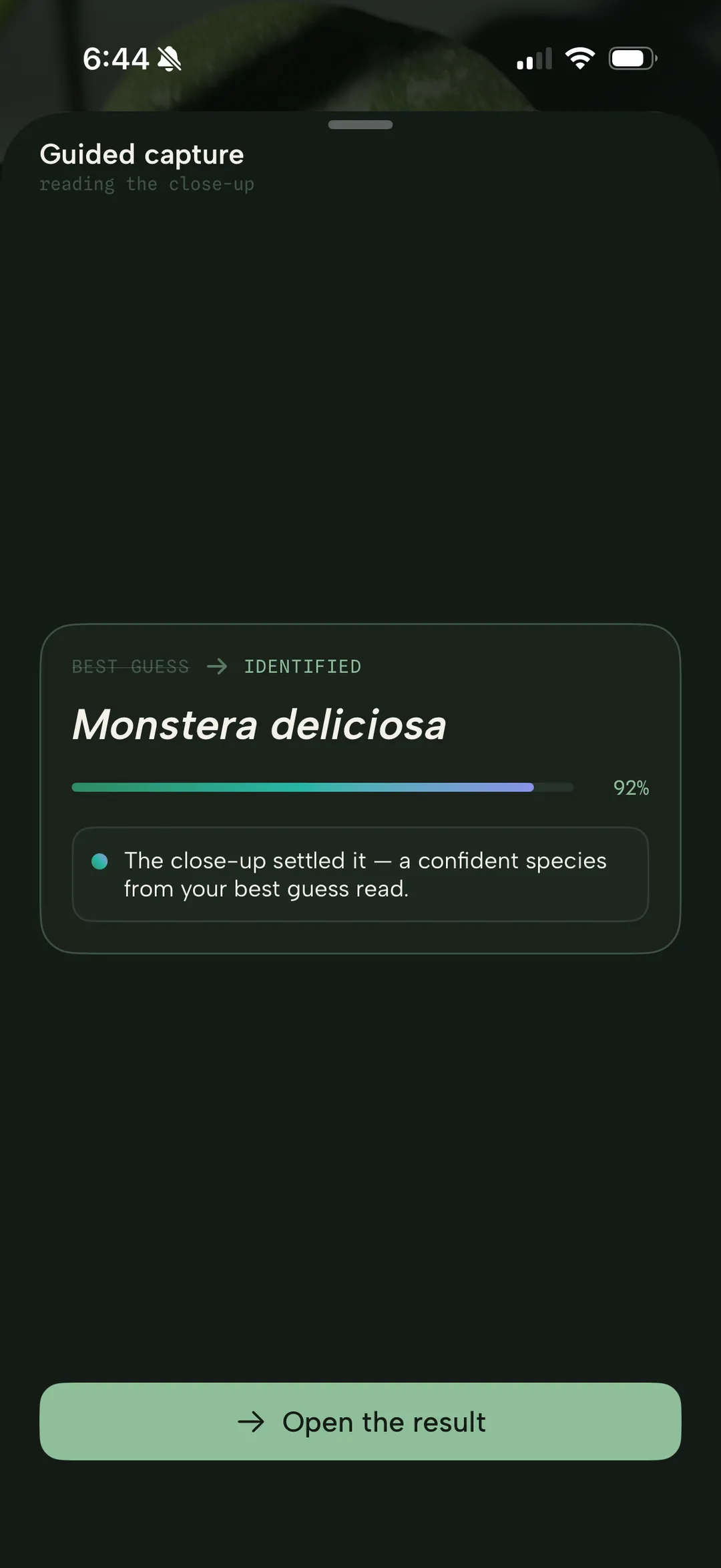 The close-up settled it: best guess becomes identified, Monstera deliciosa at 92%