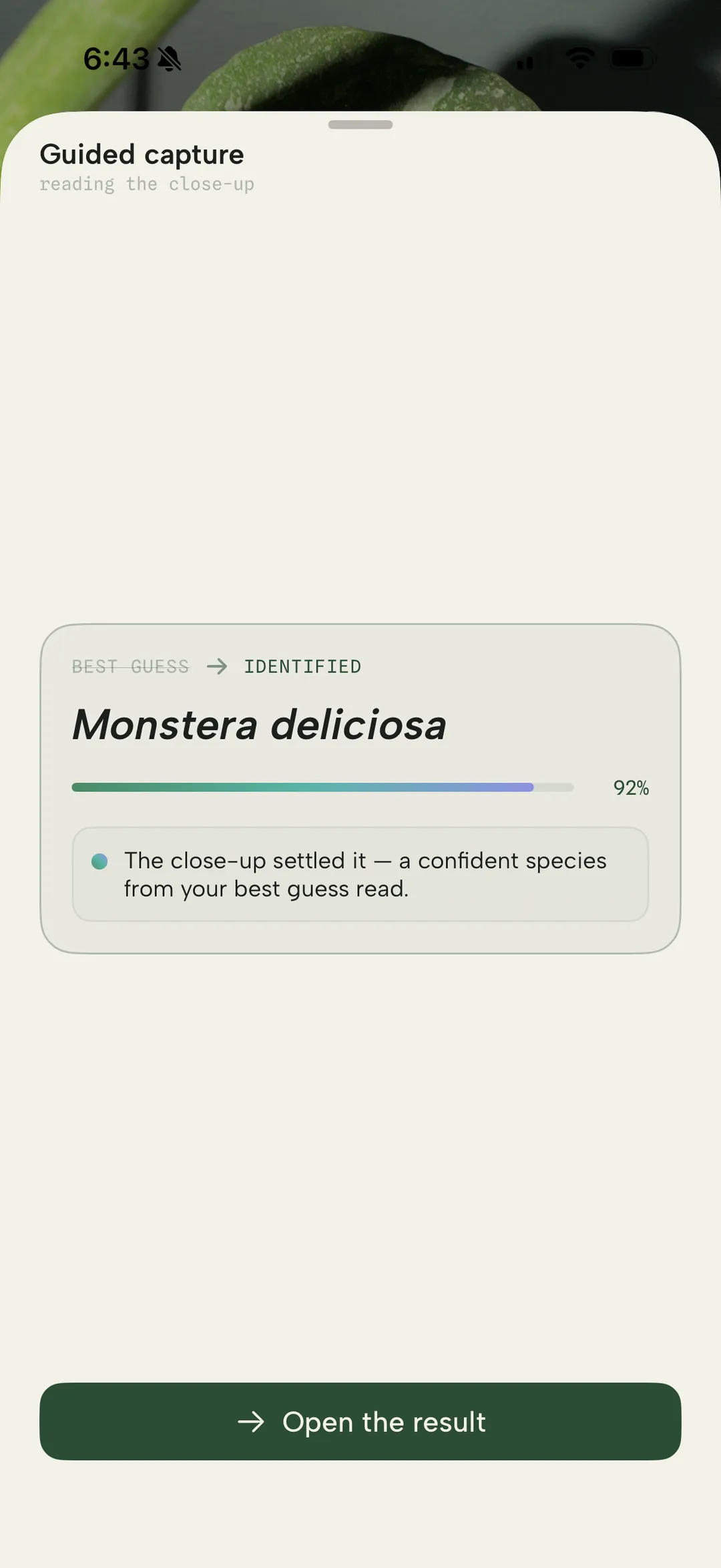 The close-up settled it: best guess becomes identified, Monstera deliciosa at 92%