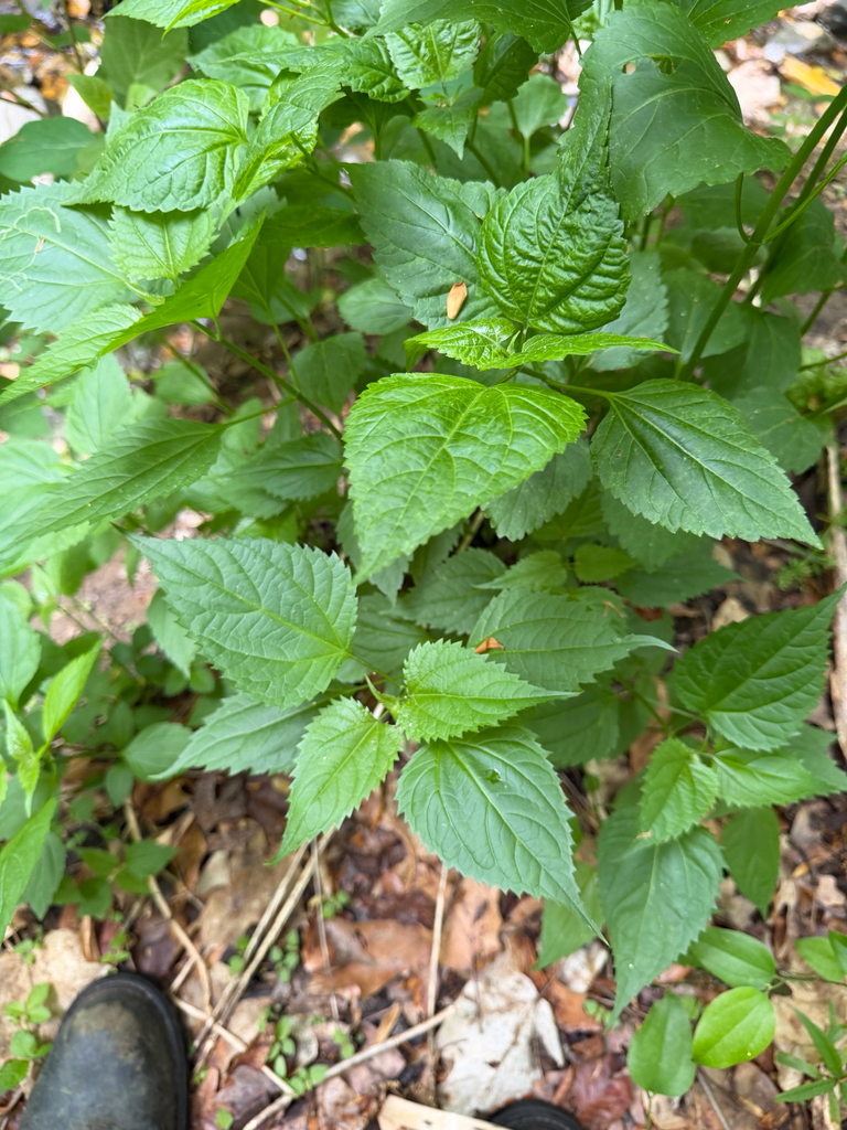 the plant in question