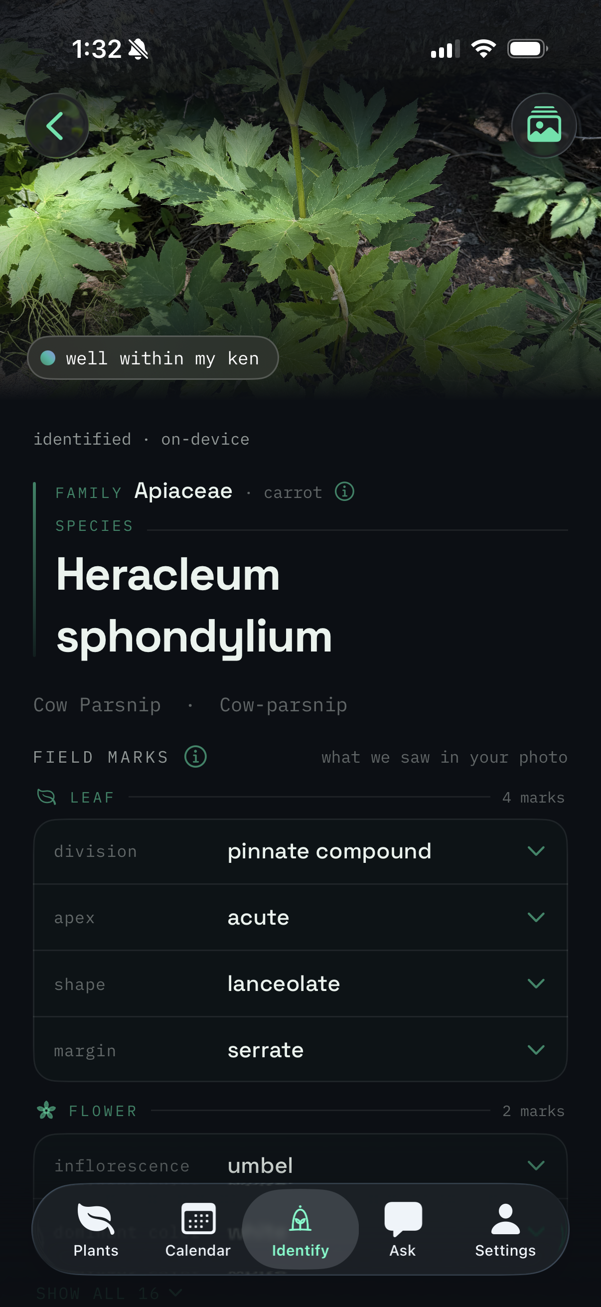 Vivary identifying Heracleum sphondylium on-device, 'well within my ken'
