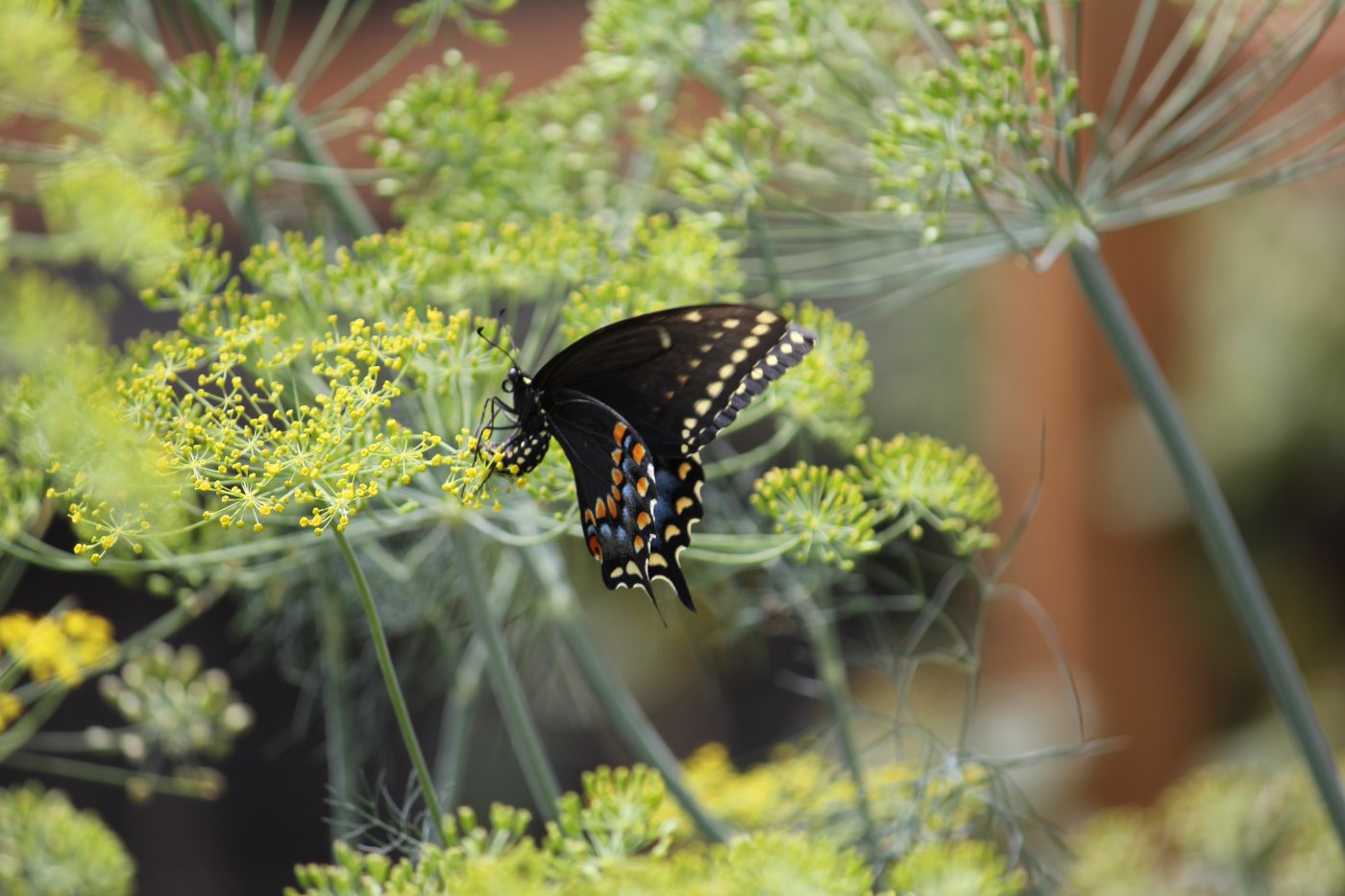 black swallowtail on a dill umbel