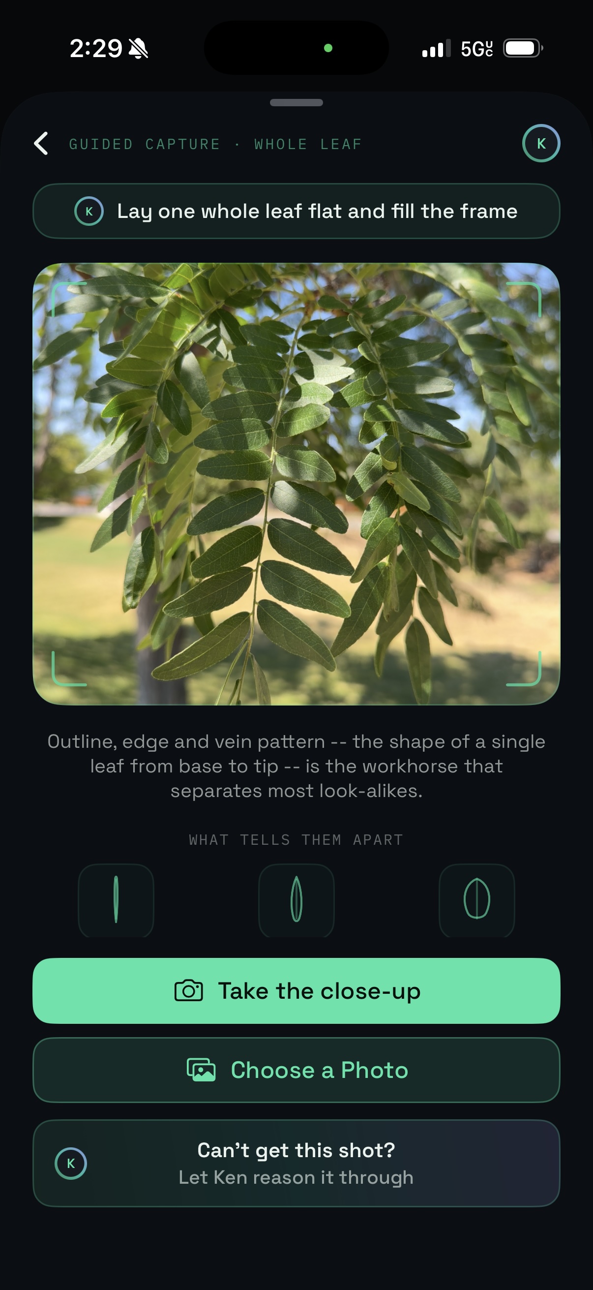 Ken asks for one whole leaf, laid flat to fill the frame