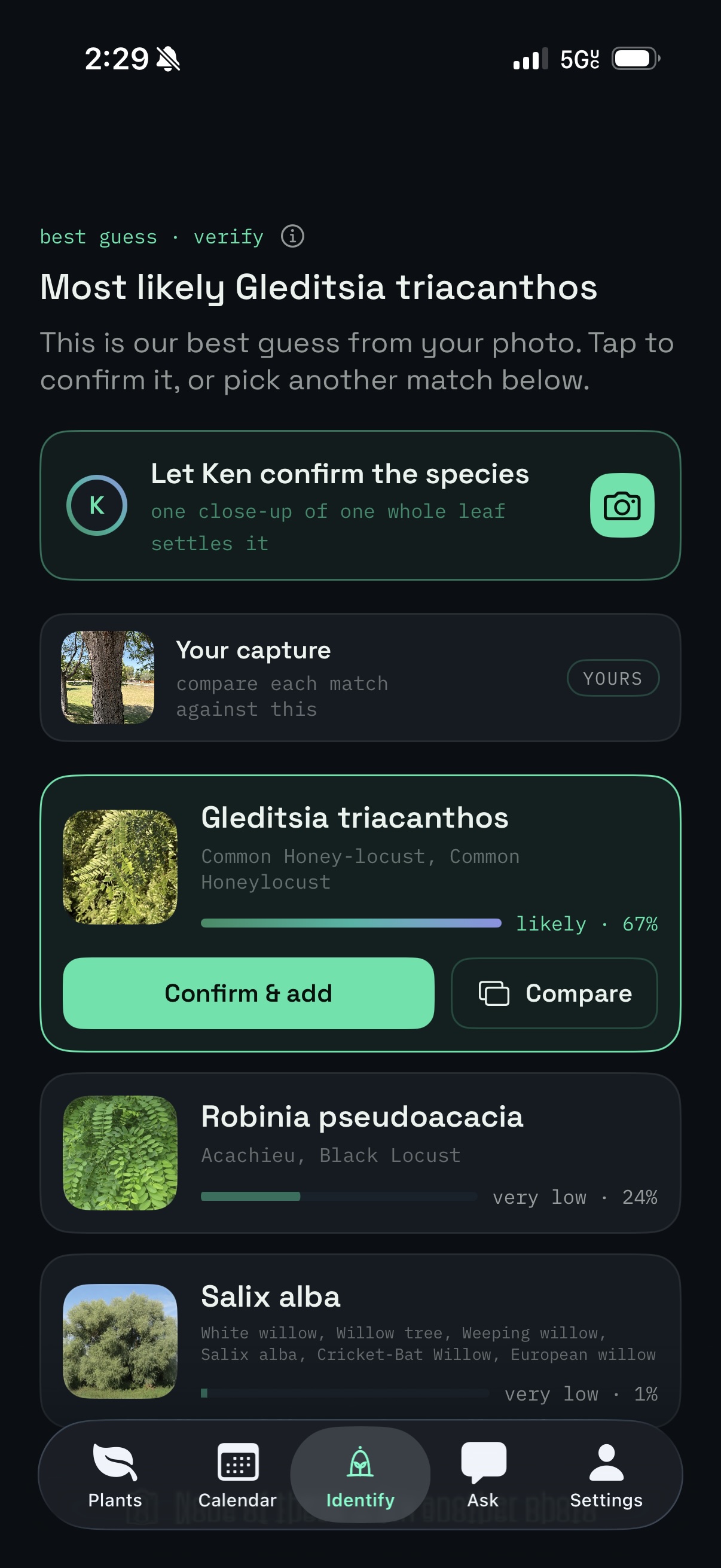 Best guess: most likely Gleditsia triacanthos at 67%, with lower matches below