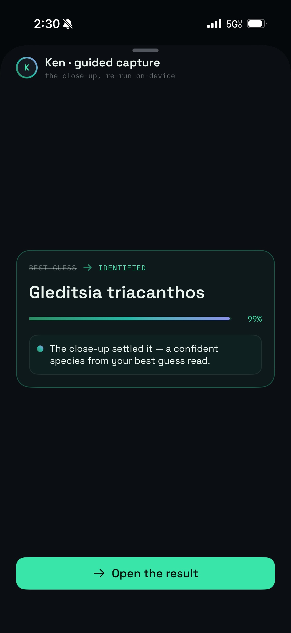 The close-up settled it: Gleditsia triacanthos identified at 99%