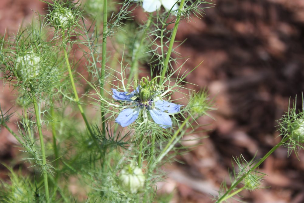 garden specimen, love-in-a-mist