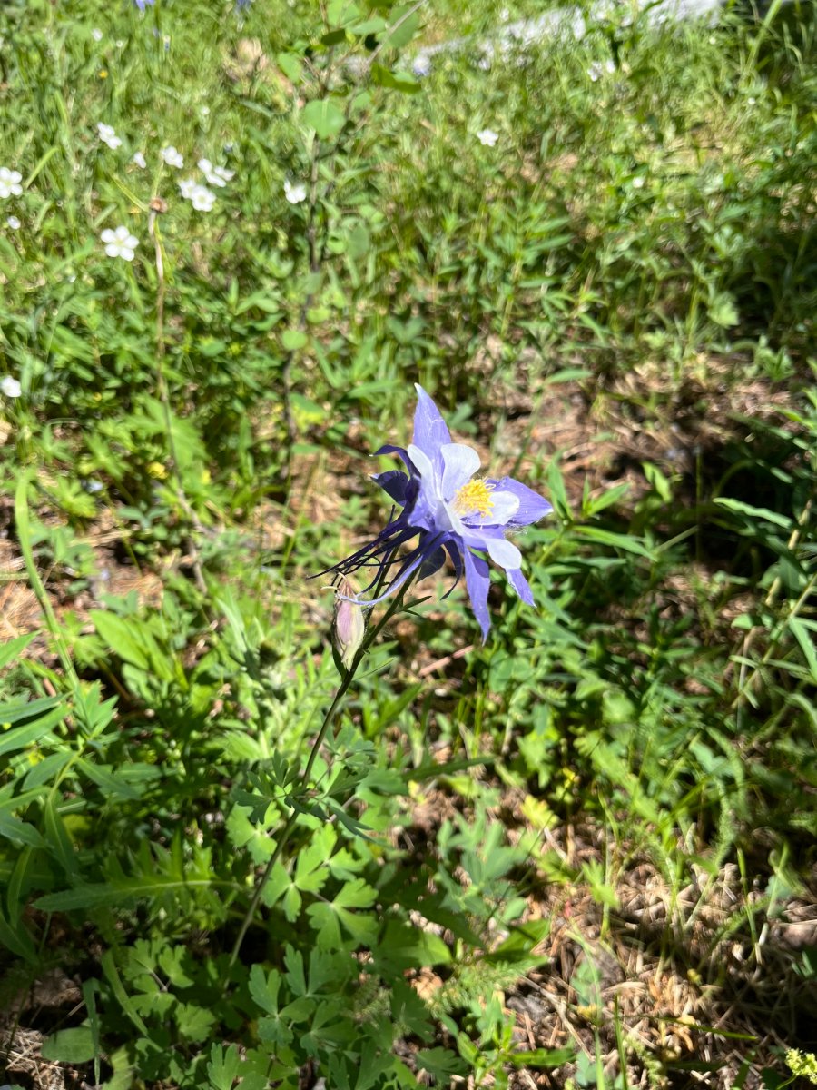 wild specimen, blue columbine